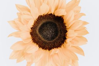 粉红色花瓣剪贴画