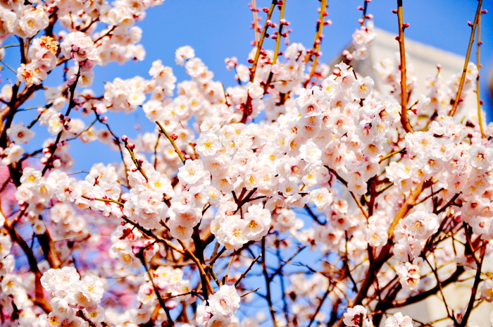 选择性，聚焦照片，白色，樱花，花朵，冬天，花朵，梅花