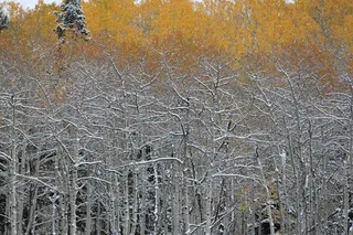 白色，光秃秃的，树，白天，照片，无叶，树，自然