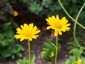 植物，花，花，雏菊，雏菊，菊科，花瓣，向日葵