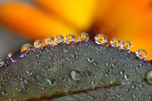 绿色、叶状植物、水滴、水摄影、露珠、花朵、微距、黄色花朵