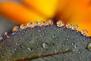 绿色、叶状植物、水滴、水摄影、露珠、花朵、微距、黄色花朵