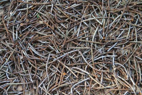 钉子，二手，生锈，旧的，铁的，全框架，植物，干燥