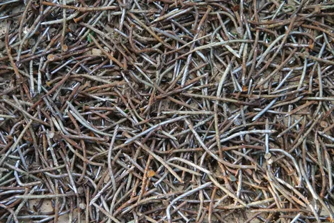 钉子,二手,生锈,旧的,铁的,全框架,植物,干燥 钉子,二手,生锈,旧的,铁的,全框架,植物,干燥