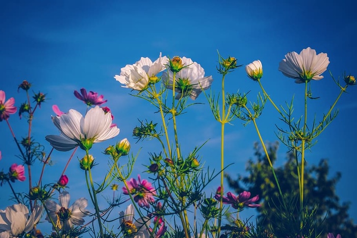 cosmea，花卉，开花，花卉草甸，植物，嫩草，植物群，观赏植物