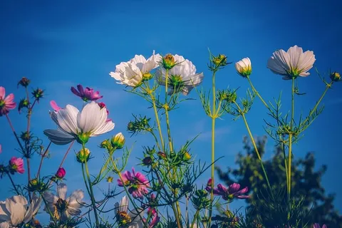 cosmea，花卉，开花，花卉草甸，植物，嫩草，植物群，观赏植物
