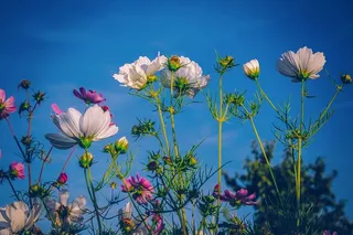 cosmea，花卉，开花，花卉草甸，植物，嫩草，植物群，观赏植物