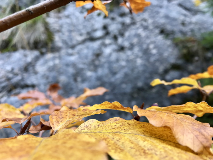 秋天，树叶，黄叶，树，树木，森林，自然，自然