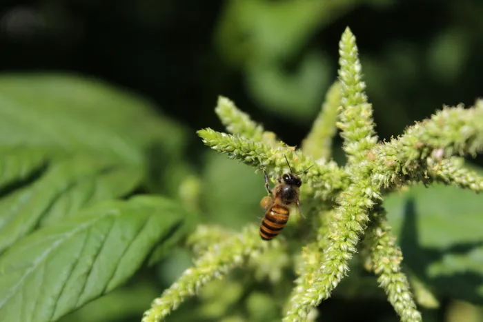 蜜蜂、苋菜、花、昆虫、无脊椎动物、野生动物、野生动物、动物主题