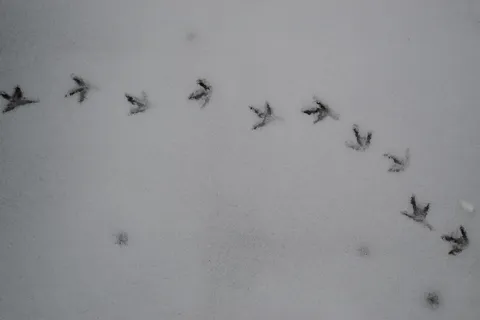 图形、注册、曲棍球、雪、冬天、指纹、标志、鸟类 图形、注册、曲棍球、雪、冬天、指纹、标志、鸟类