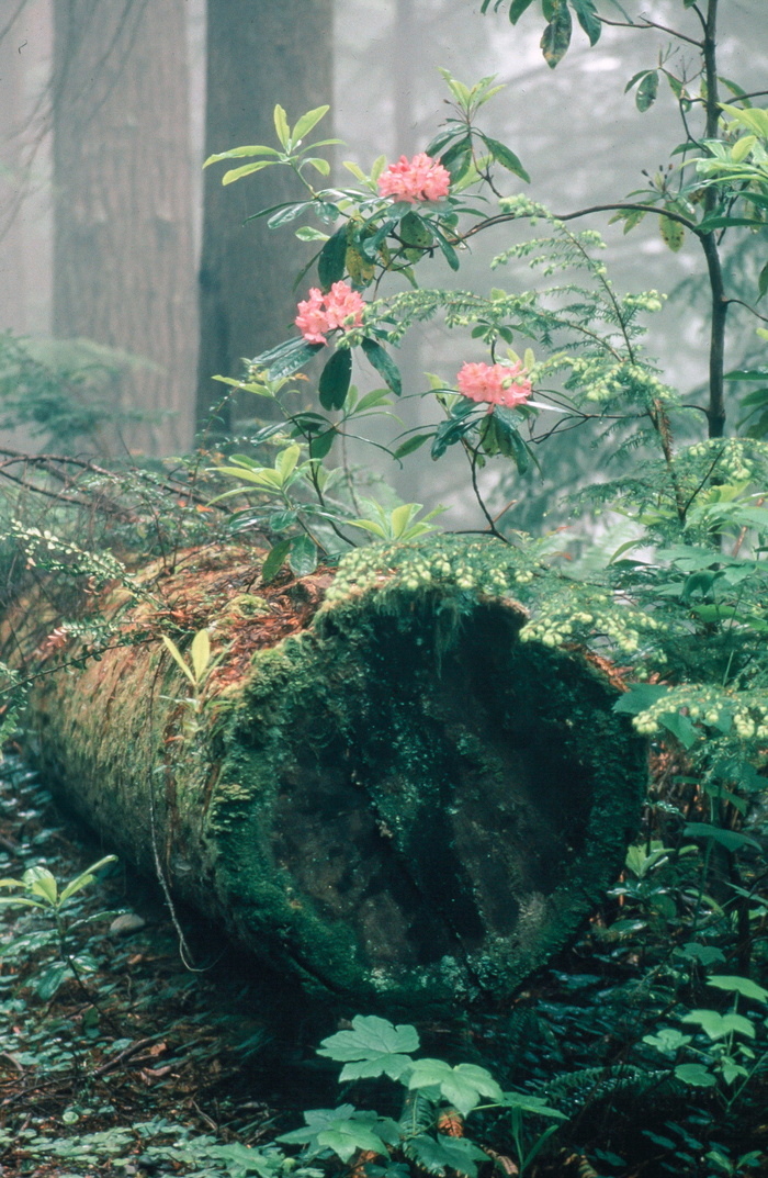 杜鹃花又名铁锈杜鹃，在森林中有树干