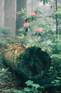 杜鹃花又名铁锈杜鹃，在森林中有树干
