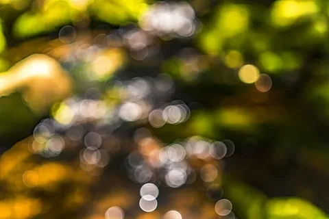 波基摄影,植物,波基,模糊,背景,失焦,光点,圆圈 波基摄影,植物,波基,模糊,背景,失焦,光点,圆圈