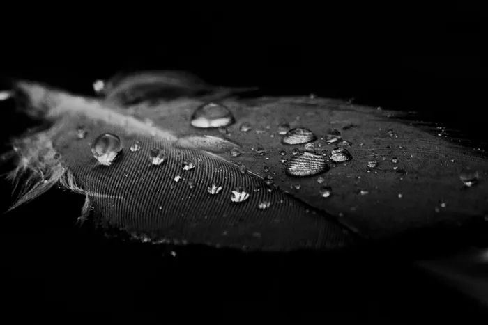 水，羽毛，水，羽毛，水滴，自然，雨，特写，宏观