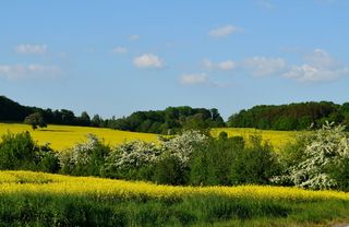 油菜田，春季，油菜开花，油菜，开花油菜田，景观，田地，稀有植物
