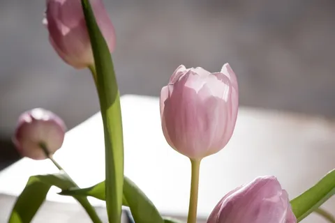郁金香,粉红色,春天,春天的花,花,粉红色的花,切花,特写 郁金香,粉红色,春天,春天的花,花,粉红色的花,切花,特写