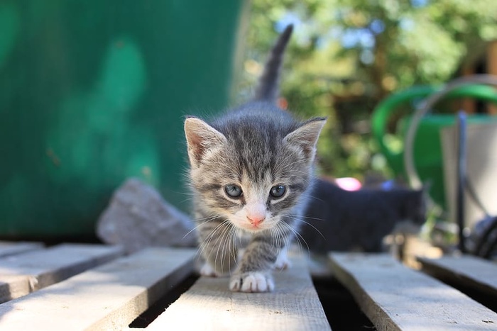 米色地板上的橙色斑猫