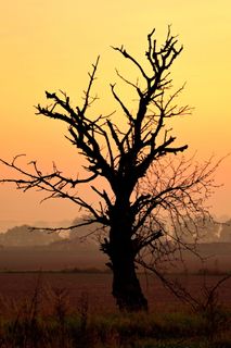 树，死了，干了，天空，黄色，日出，黎明，田野