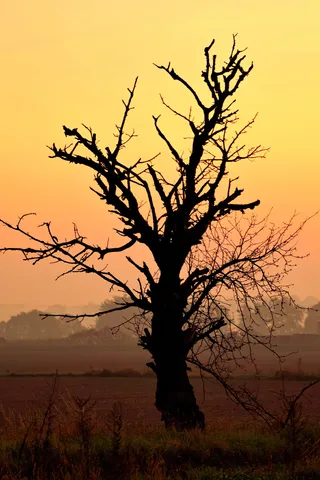 树，死了，干了，天空，黄色，日出，黎明，田野