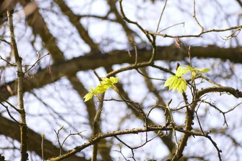 春天，来了，很快，来了，很快，树枝，树，冬天，自然