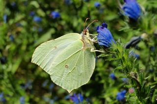 自然，花，在法院，植物，叶，蝴蝶日，夏天，花园