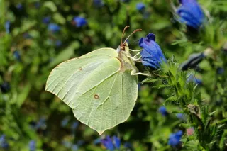 自然，花，在法院，植物，叶，蝴蝶日，夏天，花园