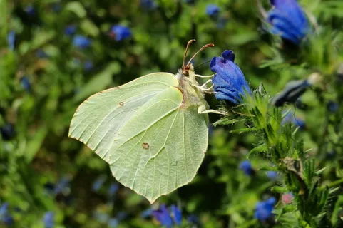 自然,花,在法院,植物,叶,蝴蝶日,夏天,花园 自然,花,在法院,植物,叶,蝴蝶日,夏天,花园