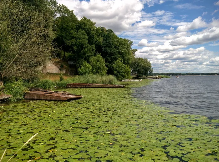 波兰，泽格泽，profesora janusza groszkowskiego 3，水库，湖泊，睡莲，船只，莉莉