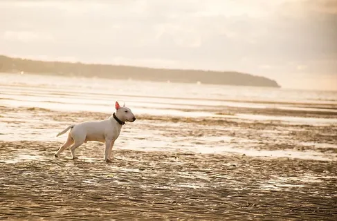 站在海滩上的白色美国牛梗