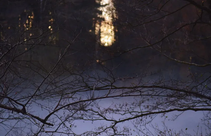 树枝的浅焦点摄影