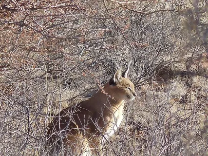 卡拉卡尔，野猫，猞猁，猞猁，猞猁，像猞猁一样，一只动物，动物，野生动物