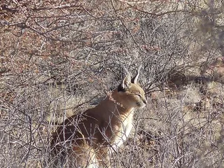 卡拉卡尔，野猫，猞猁，猞猁，猞猁，像猞猁一样，一只动物，动物，野生动物