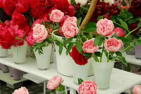 粉红色, 红色, 花瓣状的花朵, 野玫瑰, 玫瑰, 开放的玫瑰, 英国玫瑰, 玫瑰家庭 粉红色, 红色, 花瓣状的花朵, 野玫瑰, 玫瑰, 开放的玫瑰, 英国玫瑰, 玫瑰家庭