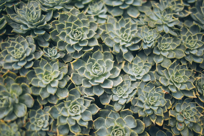多汁植物的鸟瞰摄影