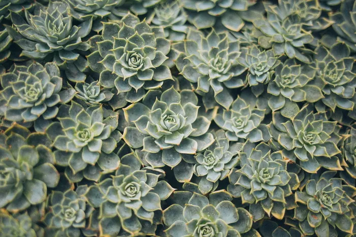多汁植物的鸟瞰摄影