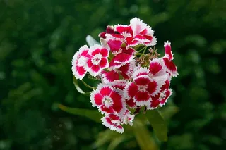 花，开花，开花，夏天，夏天花，开花植物，新鲜度，植物