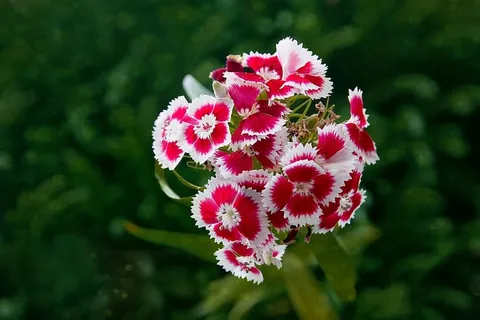 花,开花,开花,夏天,夏天花,开花植物,新鲜度,植物 花,开花,开花,夏天,夏天花,开花植物,新鲜度,植物