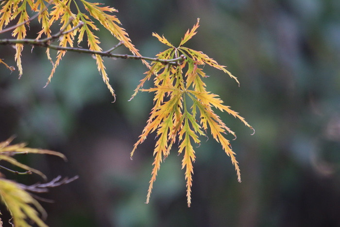 槭，粳，秋天，叶子，颜色，五颜六色，枫树，季节
