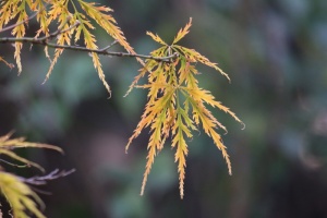 槭，粳，秋天，叶子，颜色，五颜六色，枫树，季节