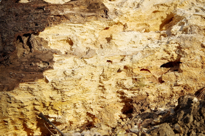 木材的质地, 树, touchwood, 树干, 岩石, 石头, 地质学, 苛刻