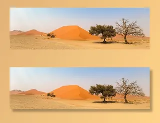 照片，绿色，树木，沙漠，白天，非洲，纳米比亚，景观