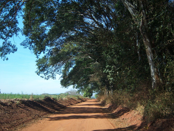 土路，土路，农场，树木，树木，植物，土地，前进的道路