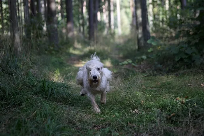 动物，狗，自然，木头，草，树，夏天，户外