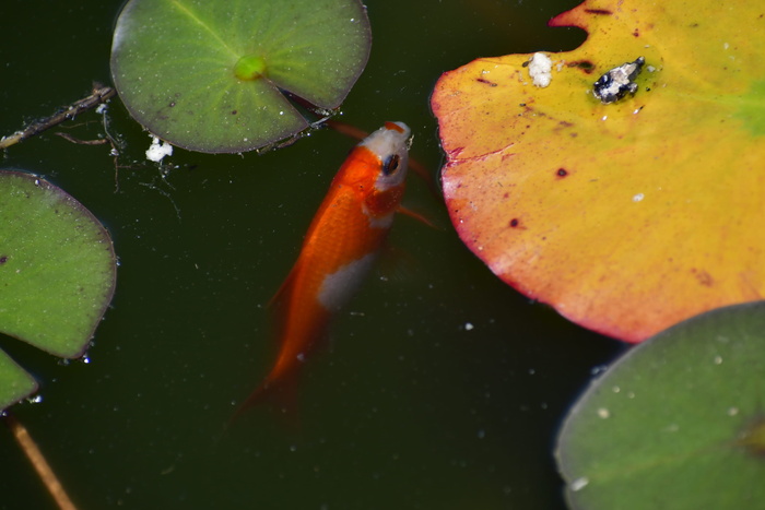 动物、鱼、植物、叶子、鲤鱼、锦鲤、水生生物、水