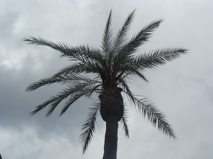 棕榈树、灰色、暴风雨、棕榈树、热带气候、树木、天空、植物