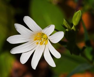 多年生森林，开花，开花，花，自然，植物，丛，小植物