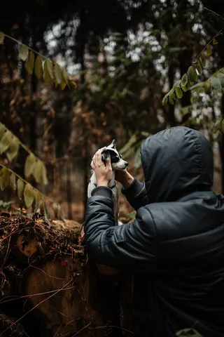 秋天在雾天向森林走去