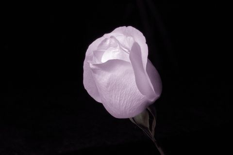 被黑暗包围的粉红玫瑰花