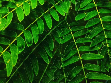 双复叶特写照片 双复叶特写照片