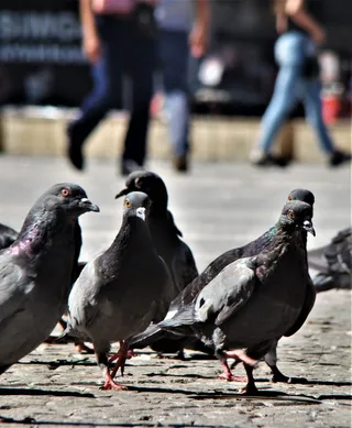 鸟，鸽子，动物，火鸡，苍蝇，翅膀，鸽子，动物主题